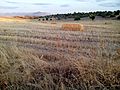 Agricultura de secano en Torrico. Toledo. (España)