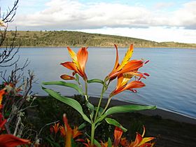 Alstroemeria aurea, nuevo limite sur (4324203070).jpg