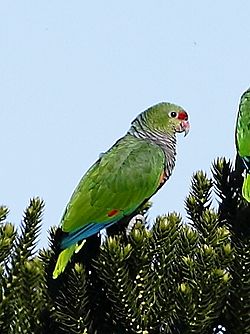 Amazona vinacea Vinaceous-breasted Parrot; Urupema,Santa Catarina, Brazil (cropped).jpg