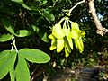 Anagyris latifolia - flowers
