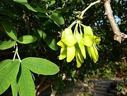 Anagyris latifolia - flowers.jpg