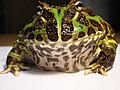 Argentine Horned Frog (Ceratophrys ornata)1