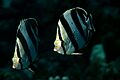 Banded Butterflyfish (5200648239)