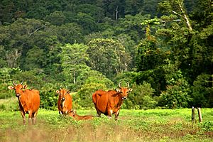 Archivo:Banteng at Alas Purwo