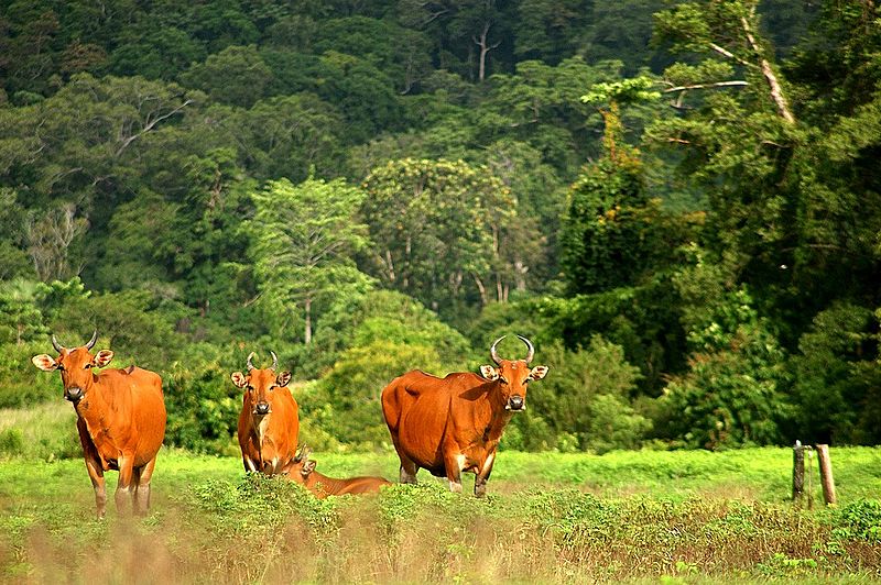 Banteng at Alas Purwo