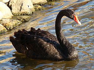 Archivo:Black Swan-Mindaugas Urbonas