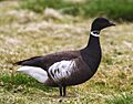 Branta bernicla -Iceland-8