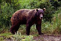 Archivo:Brown-bear-in-spring