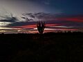 Cactus ante el atardecer en Paraguaná