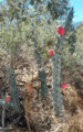 Cereus aethiops1
