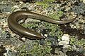 Chalcides bedriagai 01 by-dpc