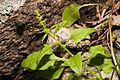 Chenopodium capitatum - Flickr - aspidoscelis (2)