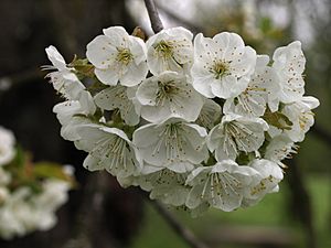 Archivo:Cherry Blossom 6562 02