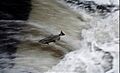 Chinook salmon leaping Los Gatos Creek 2018-12 Mike Tamaro