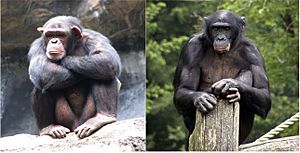 Composite image of male chimpanzee (left) and male bonobo (right).jpg