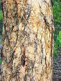 Corymbia exemia Galston Gorge.jpg
