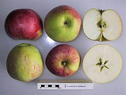 La Manzana 'Peasgood's Nonsuch' seccionada.