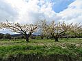 Cultivo de cerezos, aldea de Alcotas, localidad de Manzanera (Teruel, España)