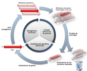 Archivo:DE cycle-es