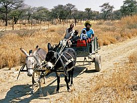 Archivo:Damara People Namibia