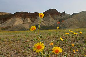 Archivo:Death valley flowers 1