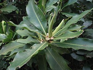 Archivo:Delfino (Pleiomeris canariensis)