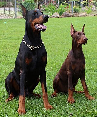 Dobermann Father-and-son.jpg