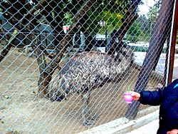 Archivo:Emu cord