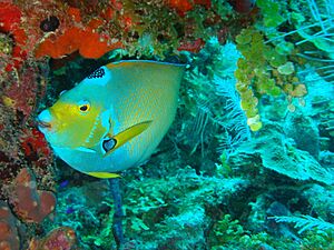 Archivo:Escuela YoBuceo en Aruba