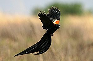 Archivo:Euplectes progne in Kruger National Park