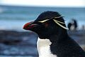Falkland Islands Penguins 70