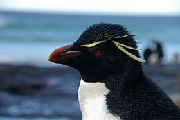 Falkland Islands Penguins 70.jpg
