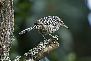 Fasciated Wren - South Ecuador S4E1692 (17142371156).jpg