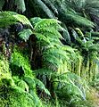 Ferns02