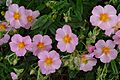 Helianthemum 'Lawrenson's Pink' J1