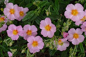 Archivo:Helianthemum 'Lawrenson's Pink' J1