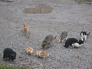 Archivo:Herd of Cats