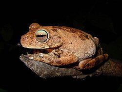 Hypsiboas pugnax02.jpg