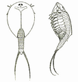 LepidurusGlacialis
