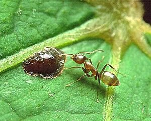 Archivo:Linepithema Argentine ant