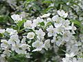 Malus toringo sargentii0