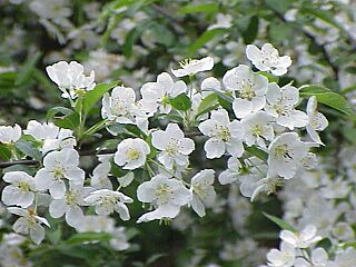 Malus toringo sargentii0.jpg