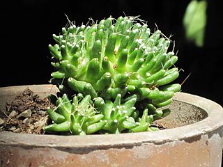 Mammillaria painteri 4.JPG