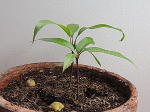 Archivo:Mango sprout