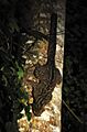 Marbled cat borneo