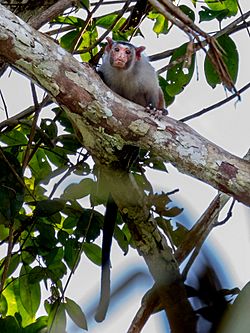 Mico rondoni Rondon's Marmoset; Porto Velho, Rondônia, Brazil.jpg