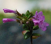 Archivo:Micromeria glomerata detail flowers