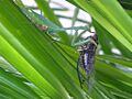 Miomantis caffra eating a New Zealand cicada