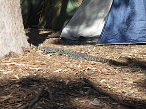 Archivo:Myall lakes.campsite