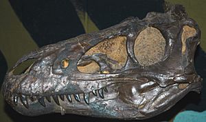 Archivo:Nanotyrannus lancensis skull